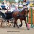 Carriage Gamblerâ€™s Choice